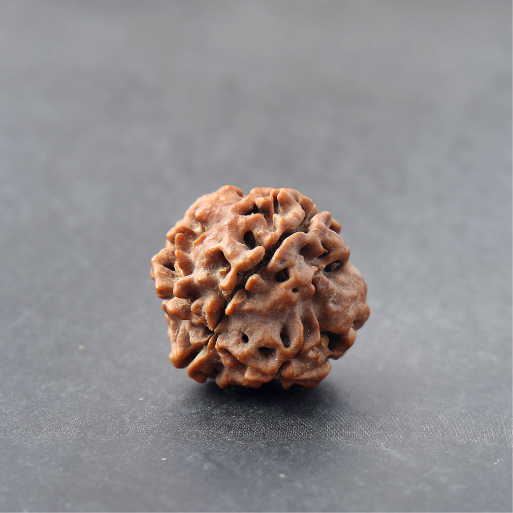 Siddh 4 Mukhi Rudraksha
